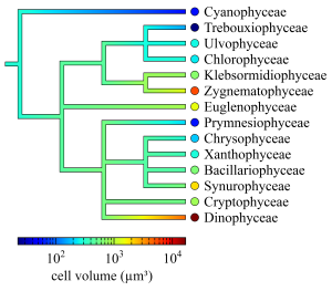 Phyto-Phylopars logo