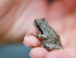 frog_logo